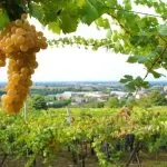 Erbaluce di Caluso: il vino dai grappoli lucenti del Piemonte