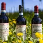 Vino Dolcetto: il vino rosso piemontese dell’amicizia