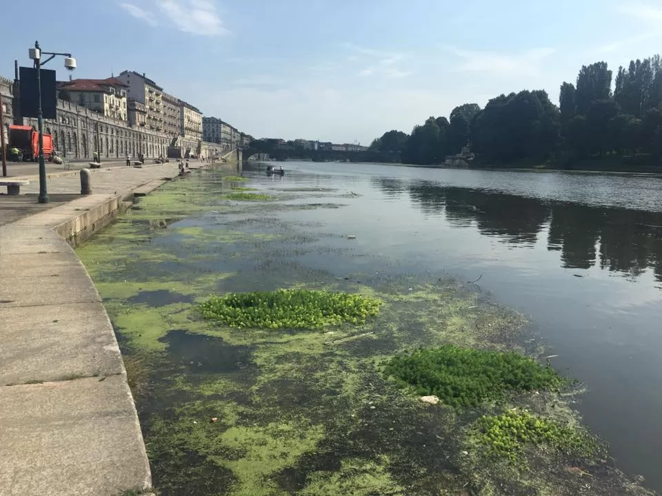 Alghe nel Po, la situazione peggiora: i cittadini chiedono l'intervento del Comune