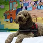 Morta la cagnolina della pet therapy del Regina Margherita: Carolina se n’è andata a 14 anni