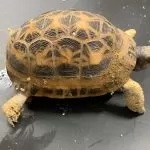 Nichelino: trovata una tartaruga rara abbandonata in un parco