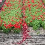 Chiusura anticipata dei campi di tulipani del Piemonte