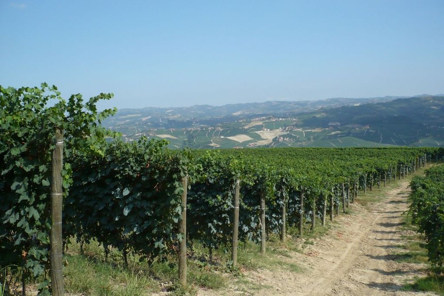 Terre da vino: Langhe e Monferrato