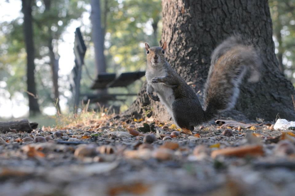 Photo of Salvate lo scoiattolo grigio!