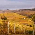 Terre da vino: Langhe e Monferrato