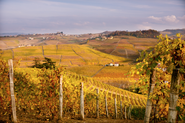 terre da vino Langhe e Monferrato