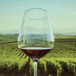 Denominazioni del vino: regolamenti, caratteristiche e qualità