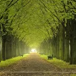 300 km di alberi: Torino è sempre più verde!