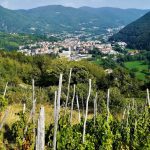 Vino Ramiè: il tipico vino rosso della Val Chisone