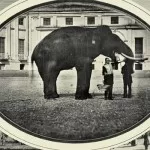 La tragica storia di Fritz, l’elefante triste di Stupinigi