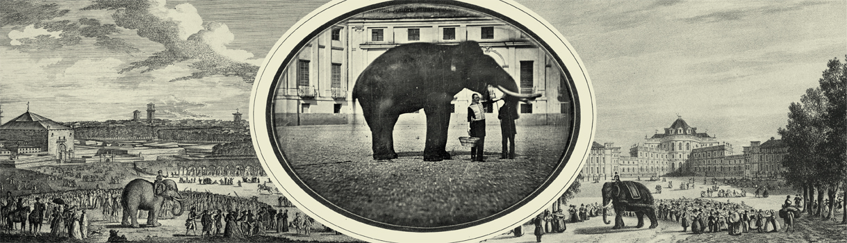La tragica storia di Fritz, l'elefante triste di Stupinigi Torino