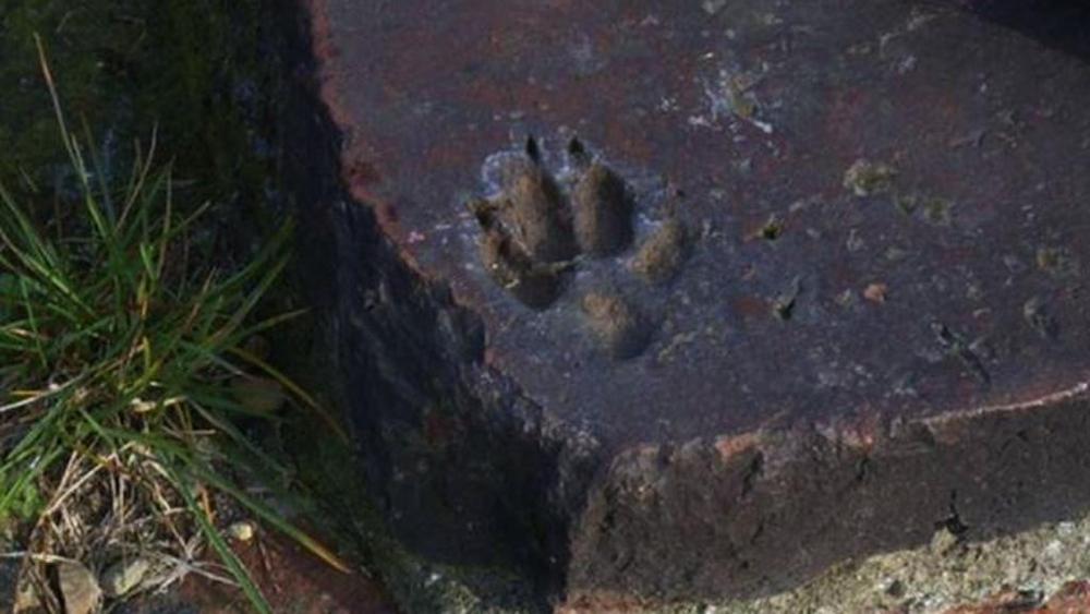Torino: scoperta impronta di cane di 2100 anni fa