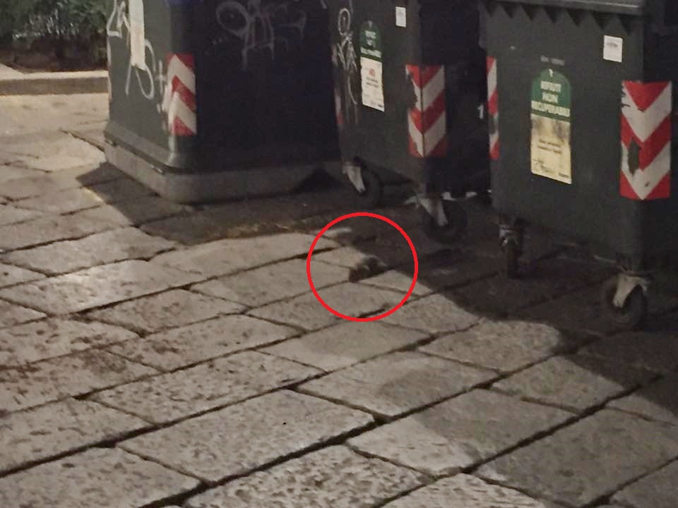 Torino, invasione di topi davanti alla vecchia stazione di Porta Susa