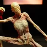 Human Bodies, a Torino una mostra per esplorare il corpo umano