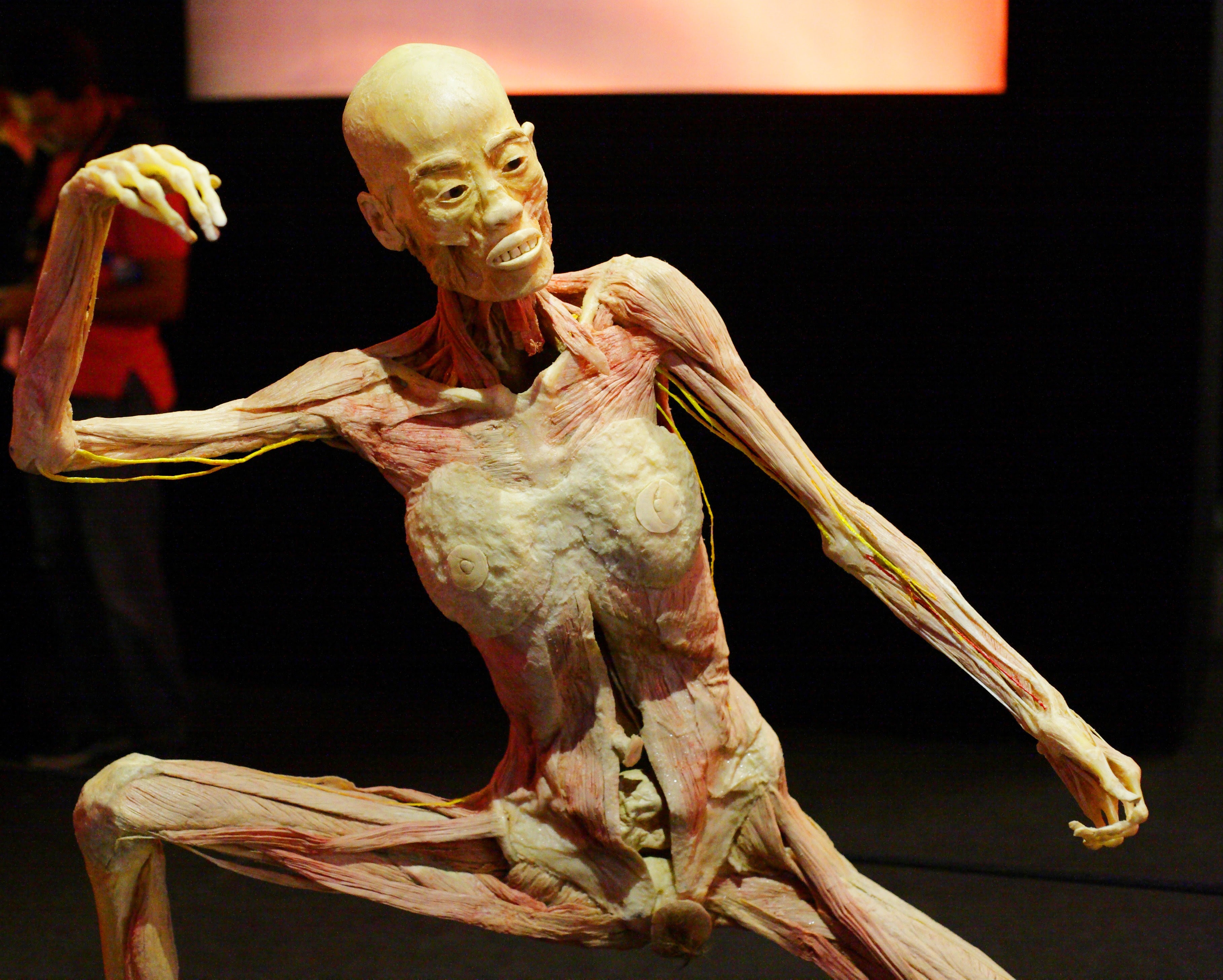 Photo of Human Bodies, a Torino una mostra per esplorare il corpo umano