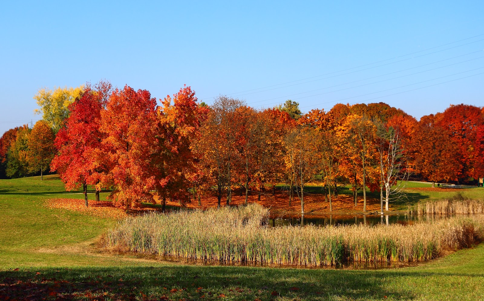 Parco della Pellerina alberi d'autunno
