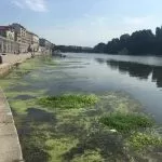 Torino, torna l’incubo alghe nel Po ma l’Arpa rassicura: non è myriophillum acquaticum