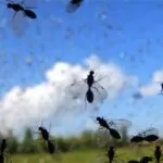 Invasione di moscerini a Torino: sciami di piccoli insetti in diverse zone della città