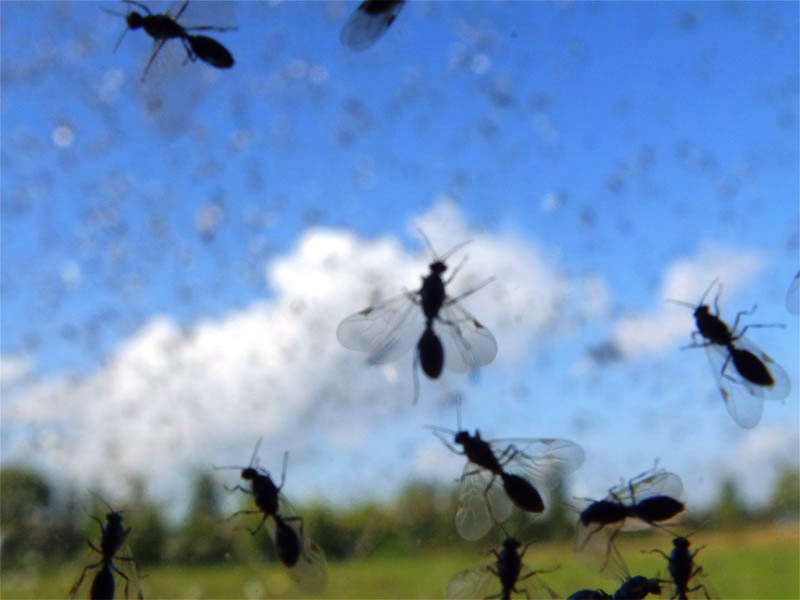 Invasione di moscerini a Torino: sciami di piccoli insetti in diverse zone della città