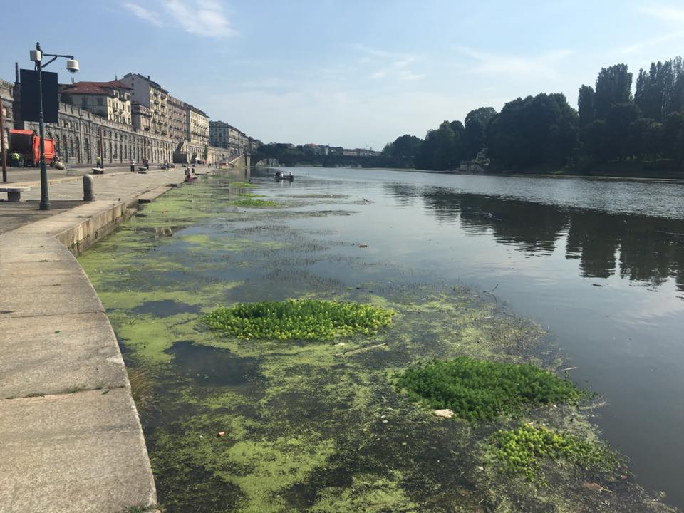 Torino, torna l'incubo alghe nel Po: macchie verdi tra ponti e passerelle sul fiume