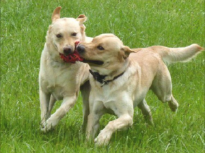 Bocconi killer per i cani a Torino: trovati i soliti pezzi di carne con i chiodi