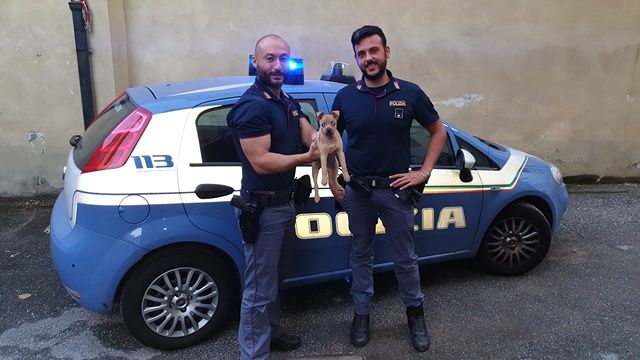 Torino, un cucciolo di cane è stato salvato dalla Polizia: sarà la mascotte del Commissariato