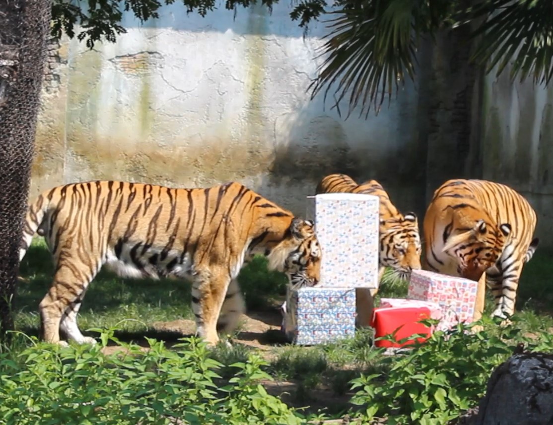 Photo of Il bioparco ZOOM Torino festeggia il nono compleanno delle sue tre tigri siberiane