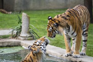 Il bioparco ZOOM Torino festeggia il nono compleanno delle sue tre tigri siberiane