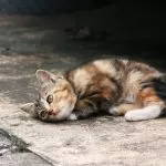 Emergenza gatti abbandonati a Torino: si pensa a microchip come per i cani