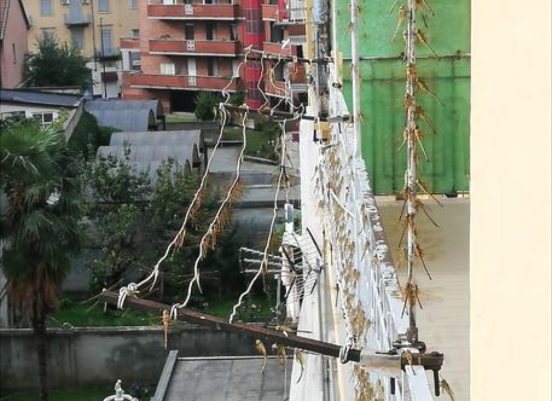 Invasione di libellule a Torino: numerosi balconi ricoperti da migliaia di insetti