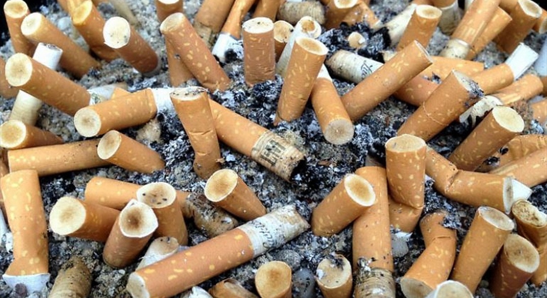 Inquinamento, a Torino i ragazzi di Greta hanno raccolto 75mila mozziconi di sigarette