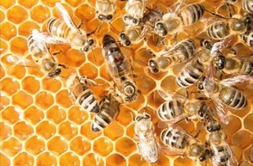 Emergenza apicoltura in Piemonte, la Regione si mobilita per gestirla
