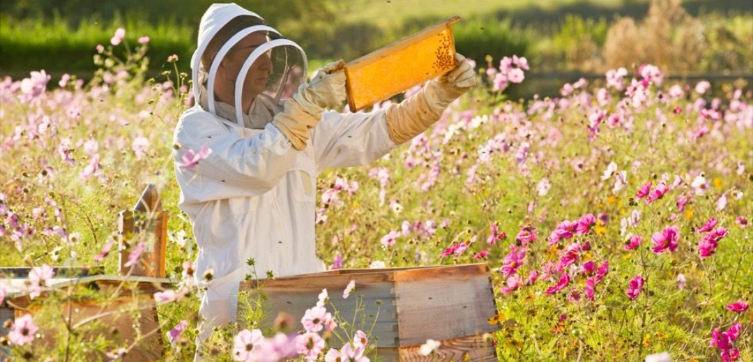 Emergenza apicoltura in Piemonte, la Regione si mobilita per gestirla
