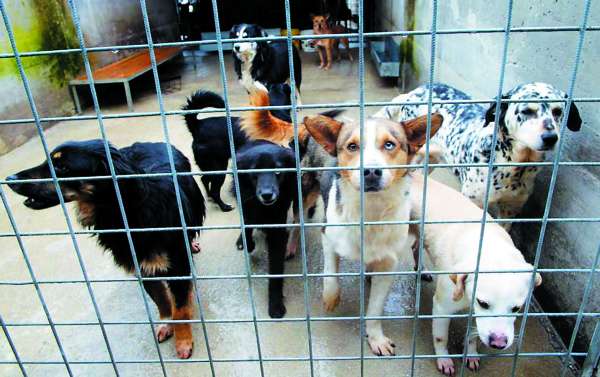 Chiude il canile di via Germagnano: gli animali spostati a Grugliasco e in strada Cuorgnè