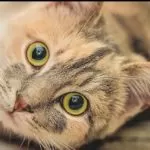 Il 2020 sarà l’anno del gatto a Torino: il Comune ha scelto di celebrare i felini