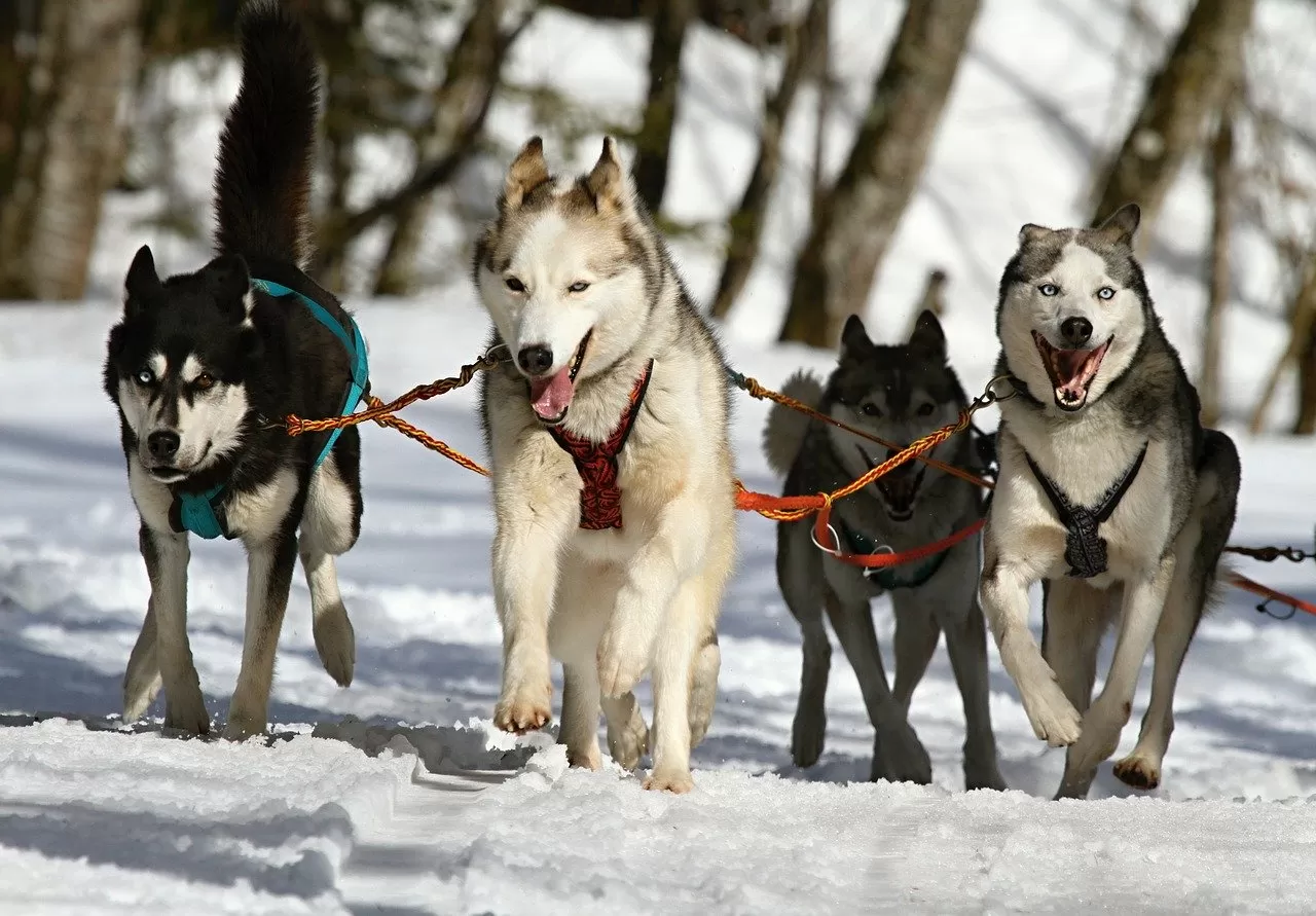 4 cani huskey sulla neve
