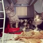 Nichelino, trovati 12 gattini abbandonati per strada, ora cercano famiglia
