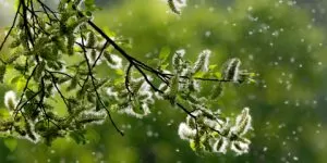 Piemonte Stagione dei pollini