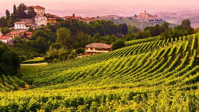 Photo of Vini piemontesi: Terre del Barolo sul tetto d’Italia