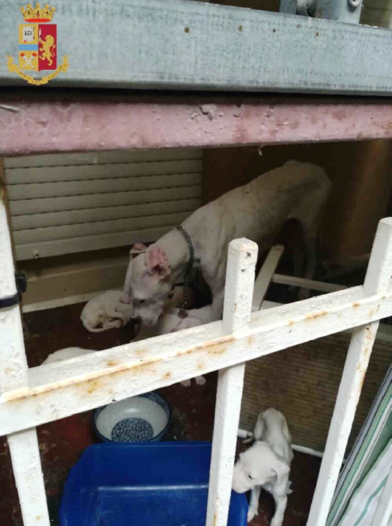 cani abbandonati su balcone