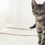 Torino gatto salvato dopo 3 mesi chiuso in casa: la padrona era in carcere
