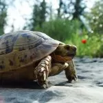 Ancora ritrovamenti di animali a Torino: questa volta è una testuggine graeca