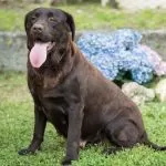 Torino Labrador rapito sotto riscatto