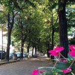 Collegno: un progetto per duemila nuovi alberi in città