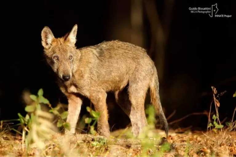 Animali, al Parco de La Mandria tornano i lupi