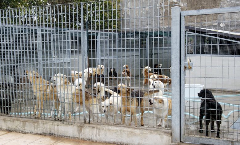 Animali, gli animali del canile curati da studenti in veterinaria