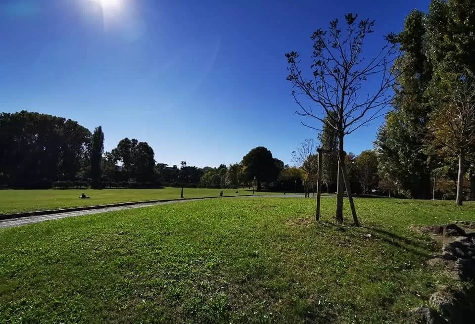 Torino. 30 mila nuovi alberi per la città