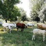 Mucche al pascolo nelle periferie di Torino