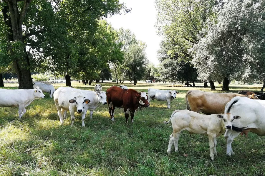 mucche Torino