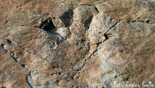 Impronta fossile dinosauro in Piemonte